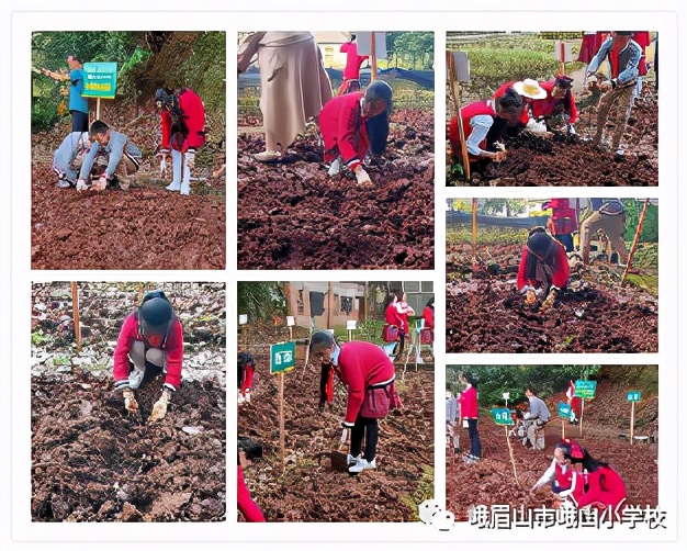 体验种植乐趣 探究中药奥秘