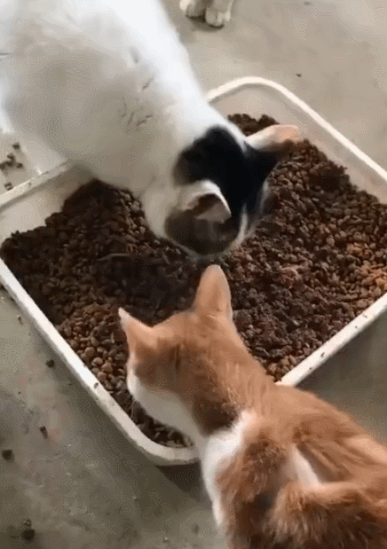 奶牛猫的性格特点（牛奶猫的六个性格特点）