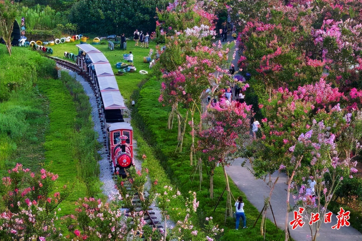 武汉@你，这里有张国庆打卡大全请查收