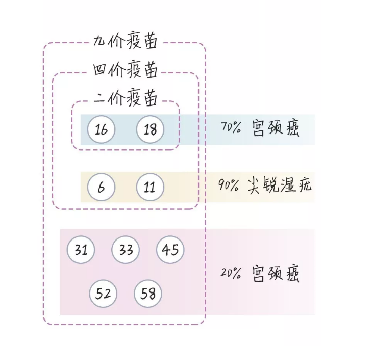 HPV疫苗：二价、四价、九价有什么区别？有效期长吗？一文早知道