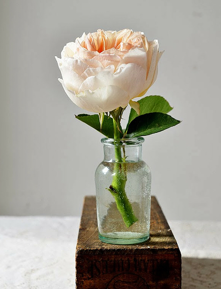 八种著名的玫瑰花，她们的名字，以及颜色包含的寓意