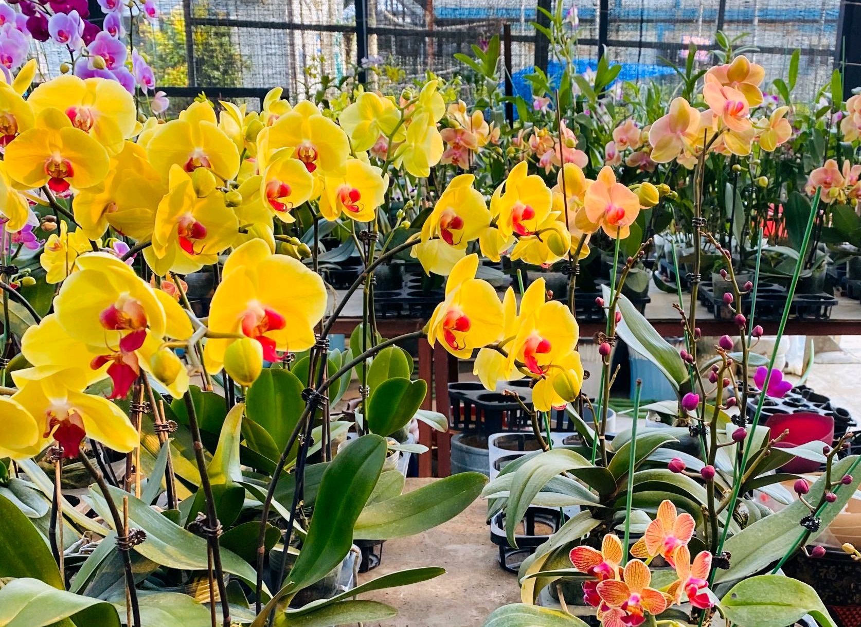 新买的蝴蝶兰，牢记3“禁忌”，花枝能窜一米高，花大富贵又华丽