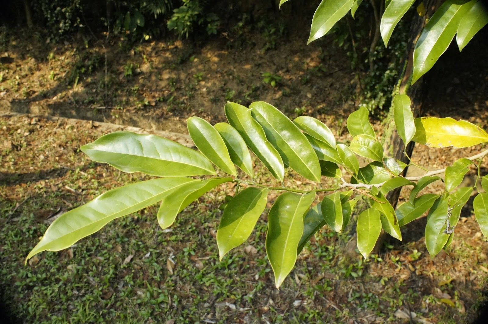 闻香识树  鹰爪花：别让我香消玉殒