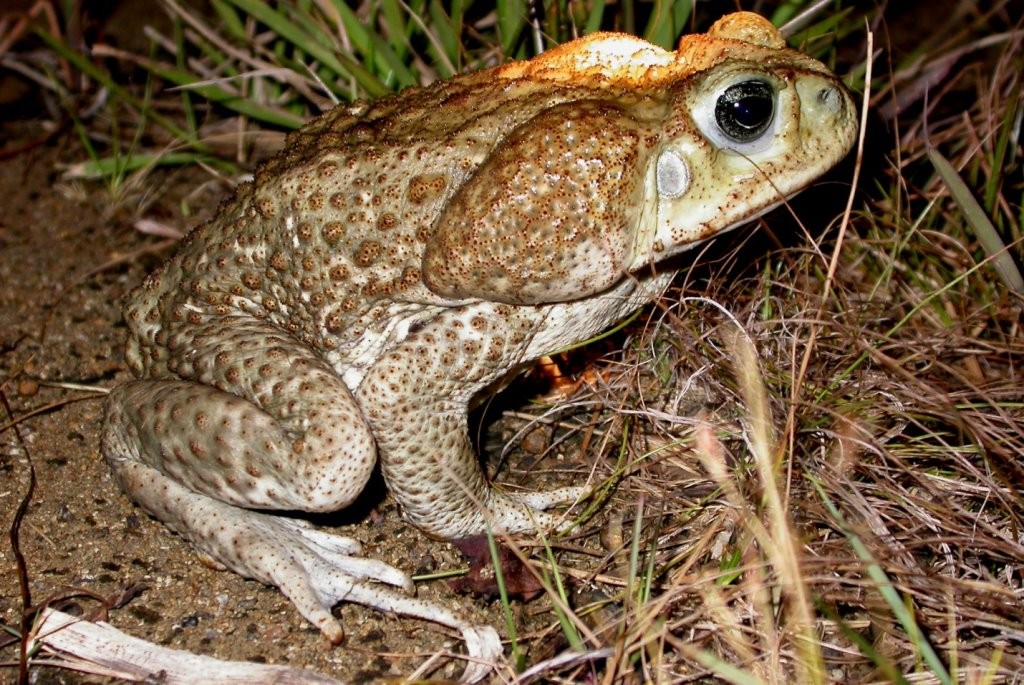 地球上最大的毒蛤蟆在澳洲疯狂泛滥不仅毒翻鳄鱼还能吃蛇
