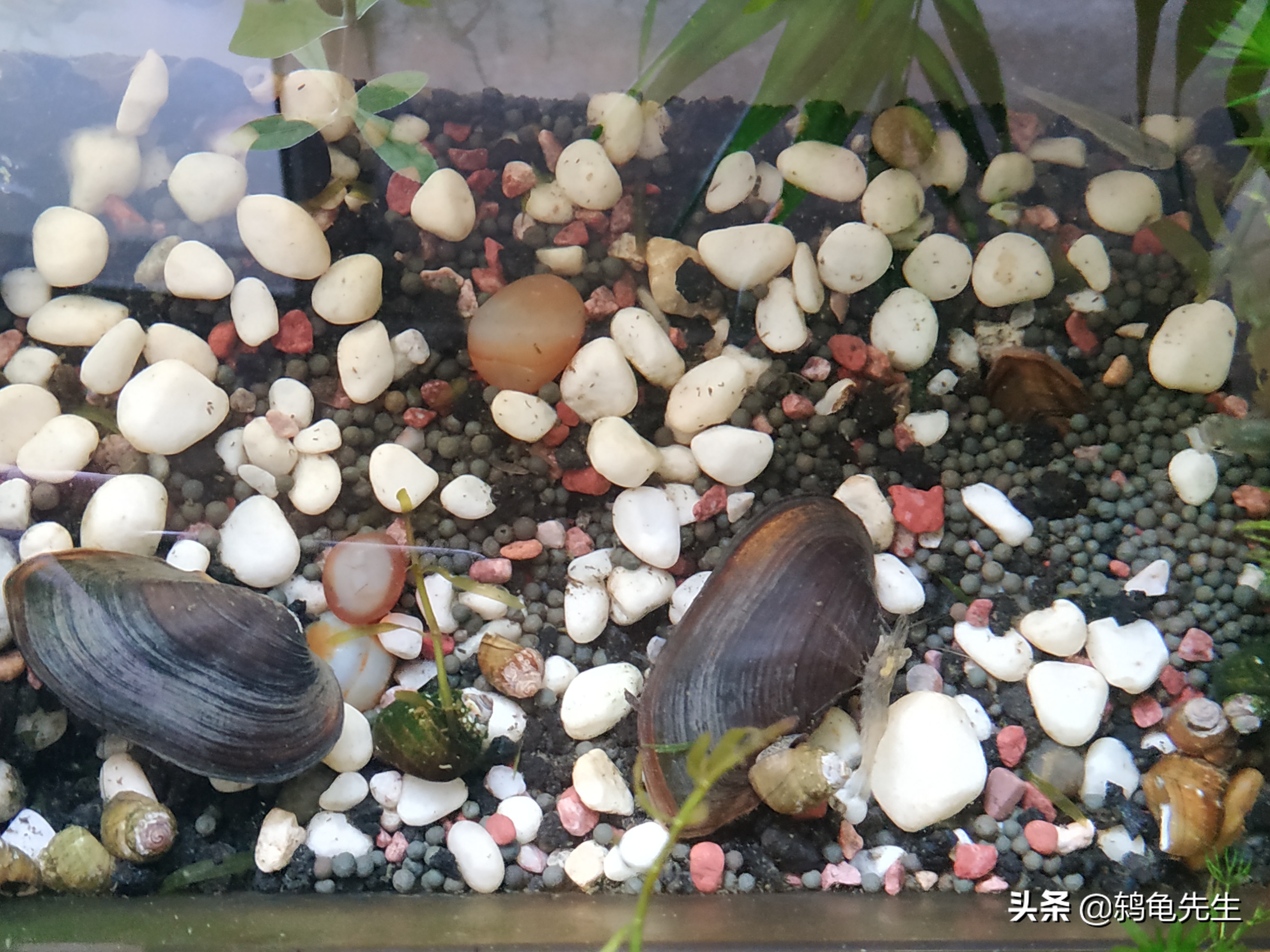 鱼缸中净化水质的河蚌为何总死？这是方法不对，套缸饲养简单方便