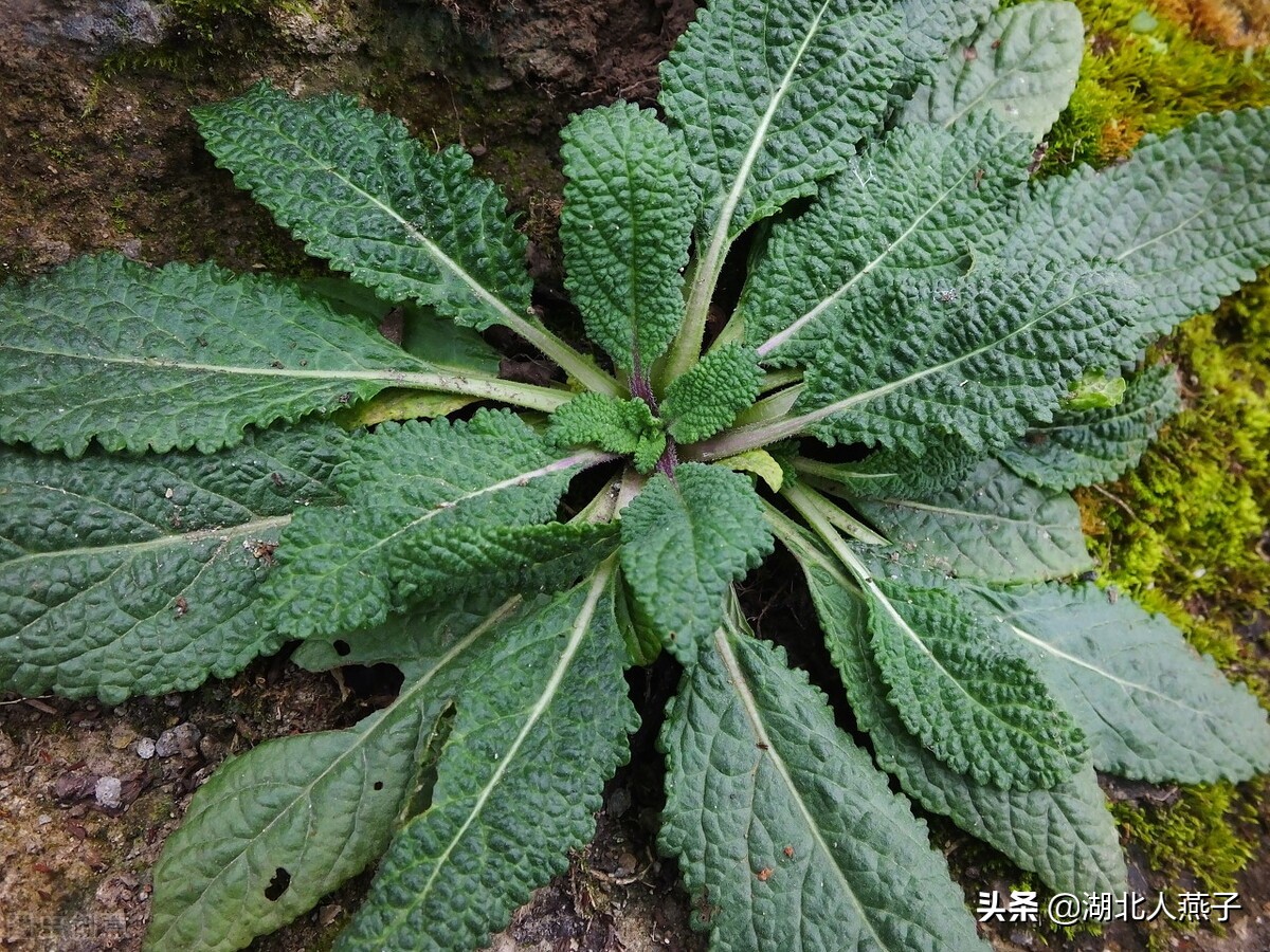 39种野菜图片，教你认识不同的野菜和吃法，你想要的野菜这里都有