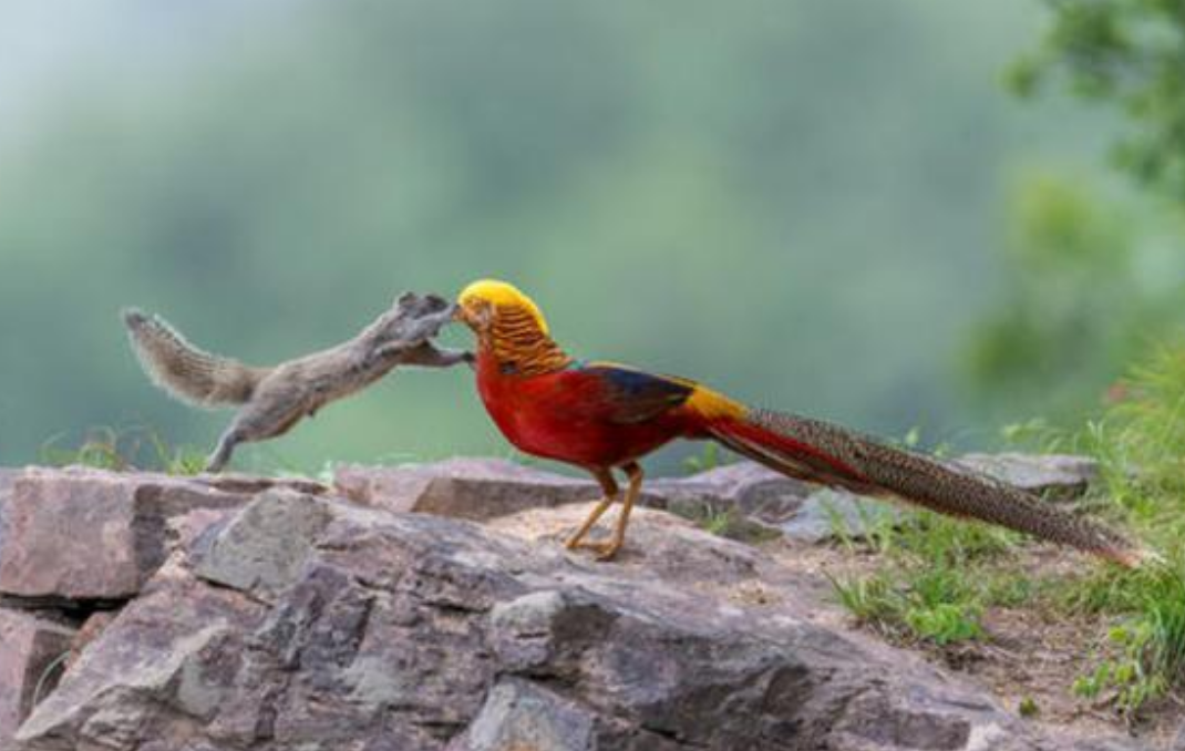 6旬大爷投喂6年,"凤凰"活成了啥样