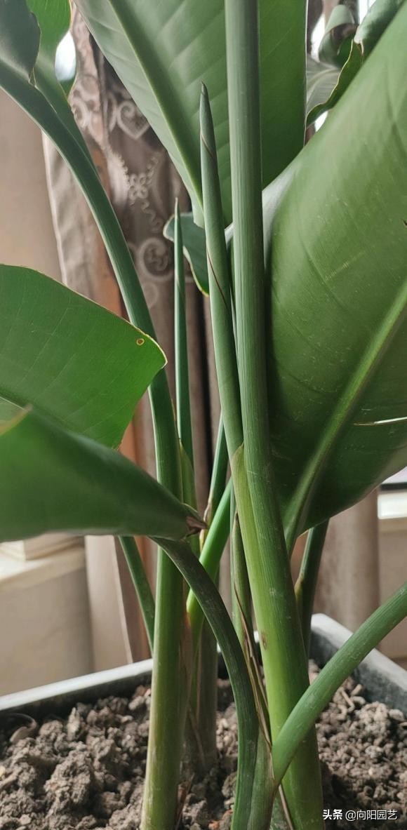 天堂鸟绿植怎么养（分享天堂鸟的正确养护技巧）