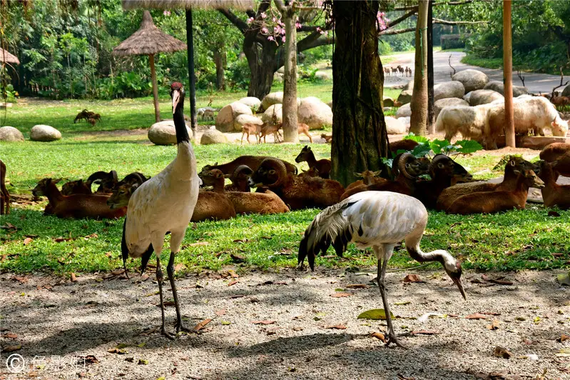 长隆欢乐世界旅游攻略景点必去（三天三夜欢乐长隆之旅）