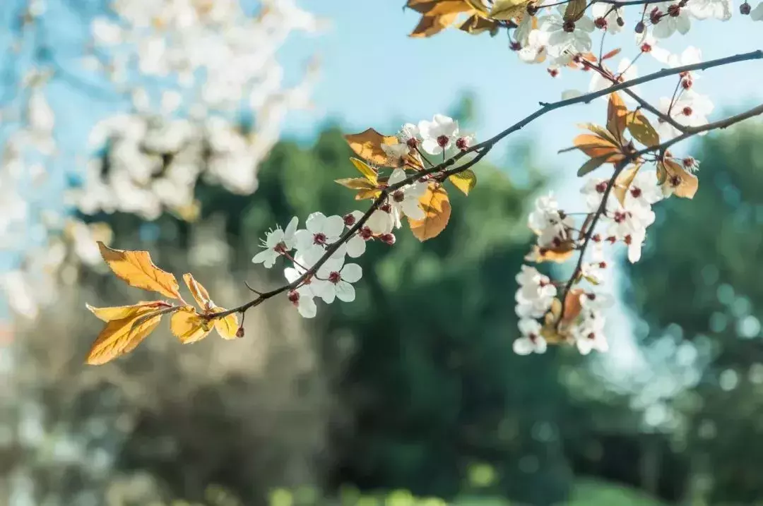 十首田园诗词，让你忘了世间烦忧