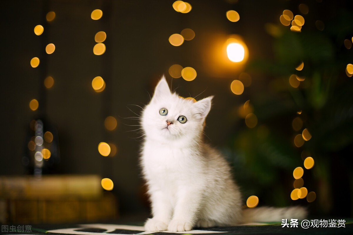 银渐层属于什么品种的猫，银渐层属于什么品种的猫你知道吗？