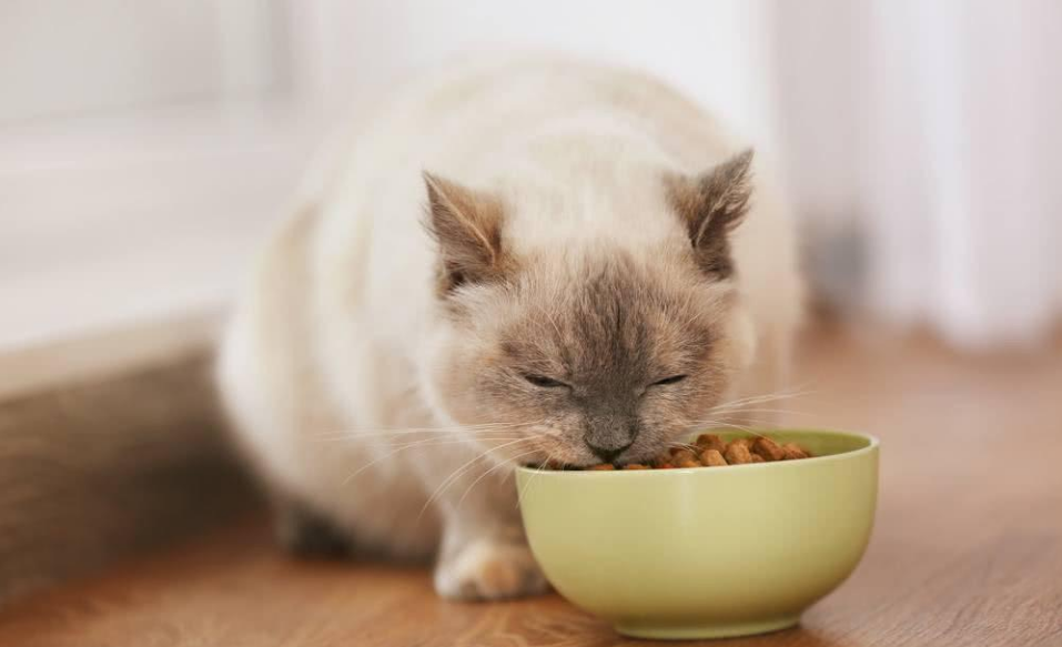 猫咪拉稀怎么办？