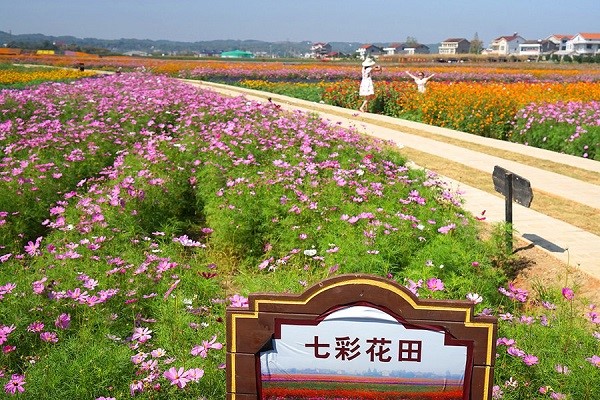 常德花海图片