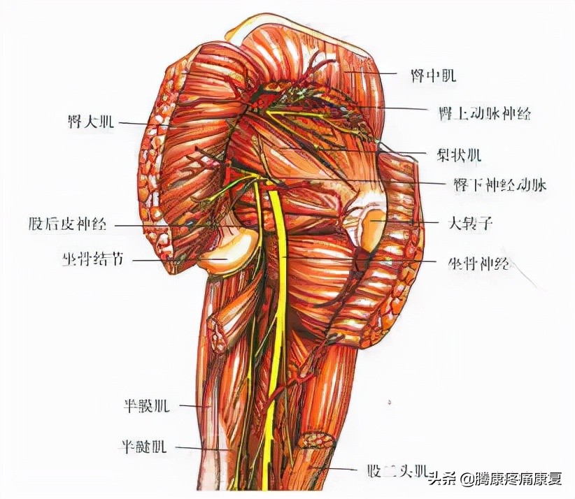 大腿疼痛的原因和治疗原则