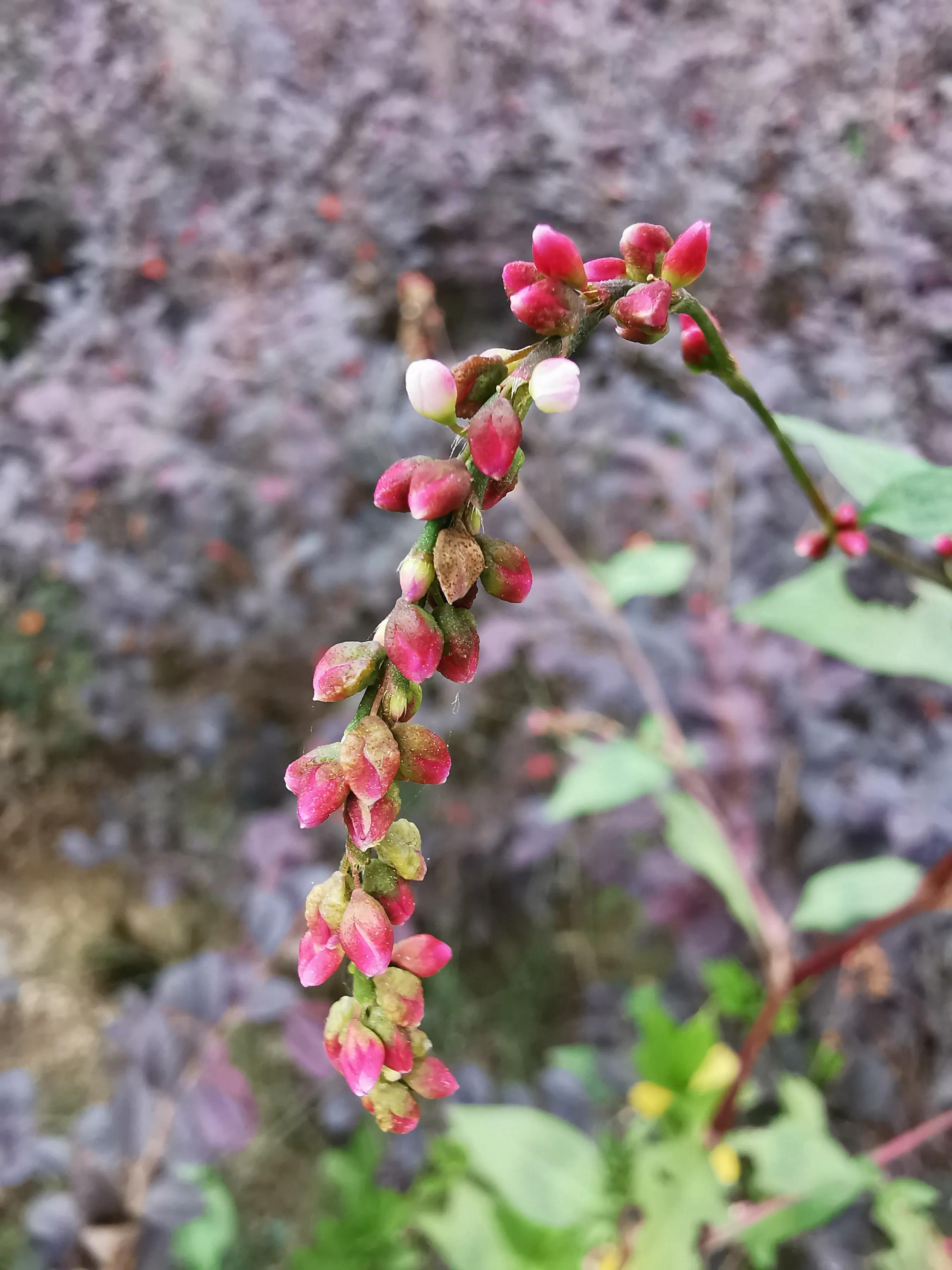 手拍世界（手机摄影平台）-群员作品集（总第733期）