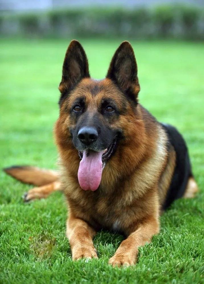 世界上最聪明的狗排名，边境牧羊犬最会察言观色