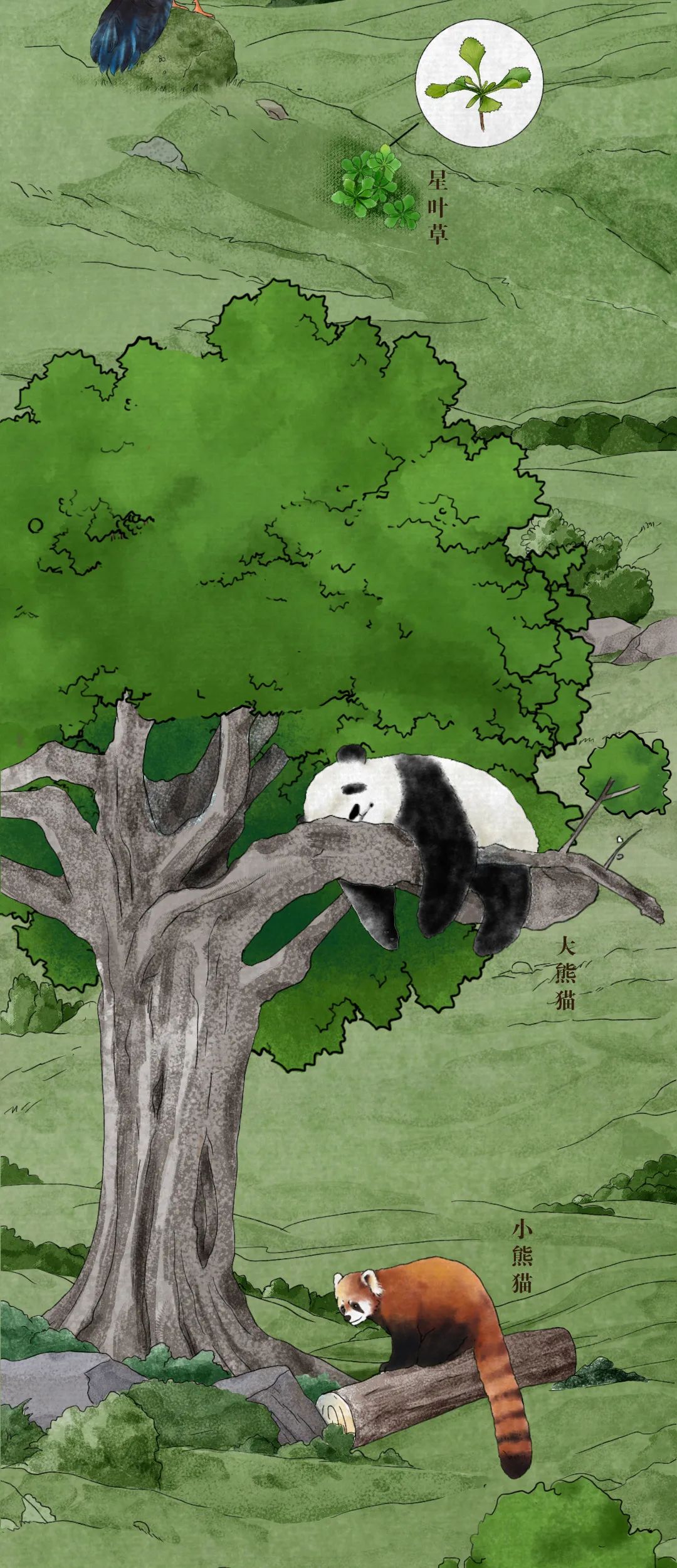 中国珍稀动植物图鉴