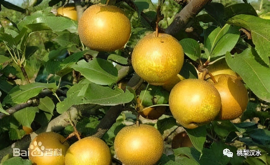 不同品种梨的缺点