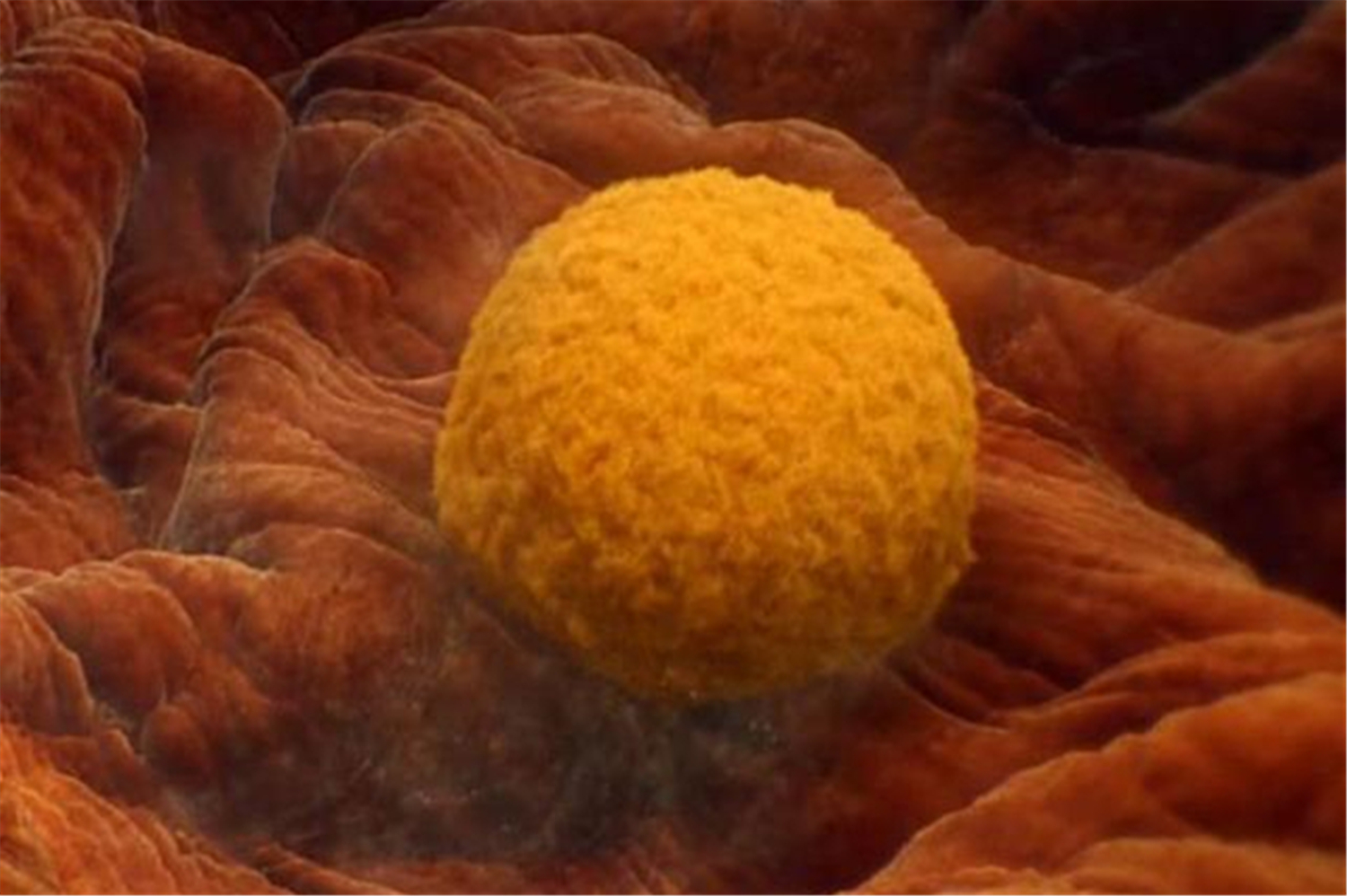 空孕囊=胎停育?准妈妈别太焦虑,胎心出现较晚也有可能