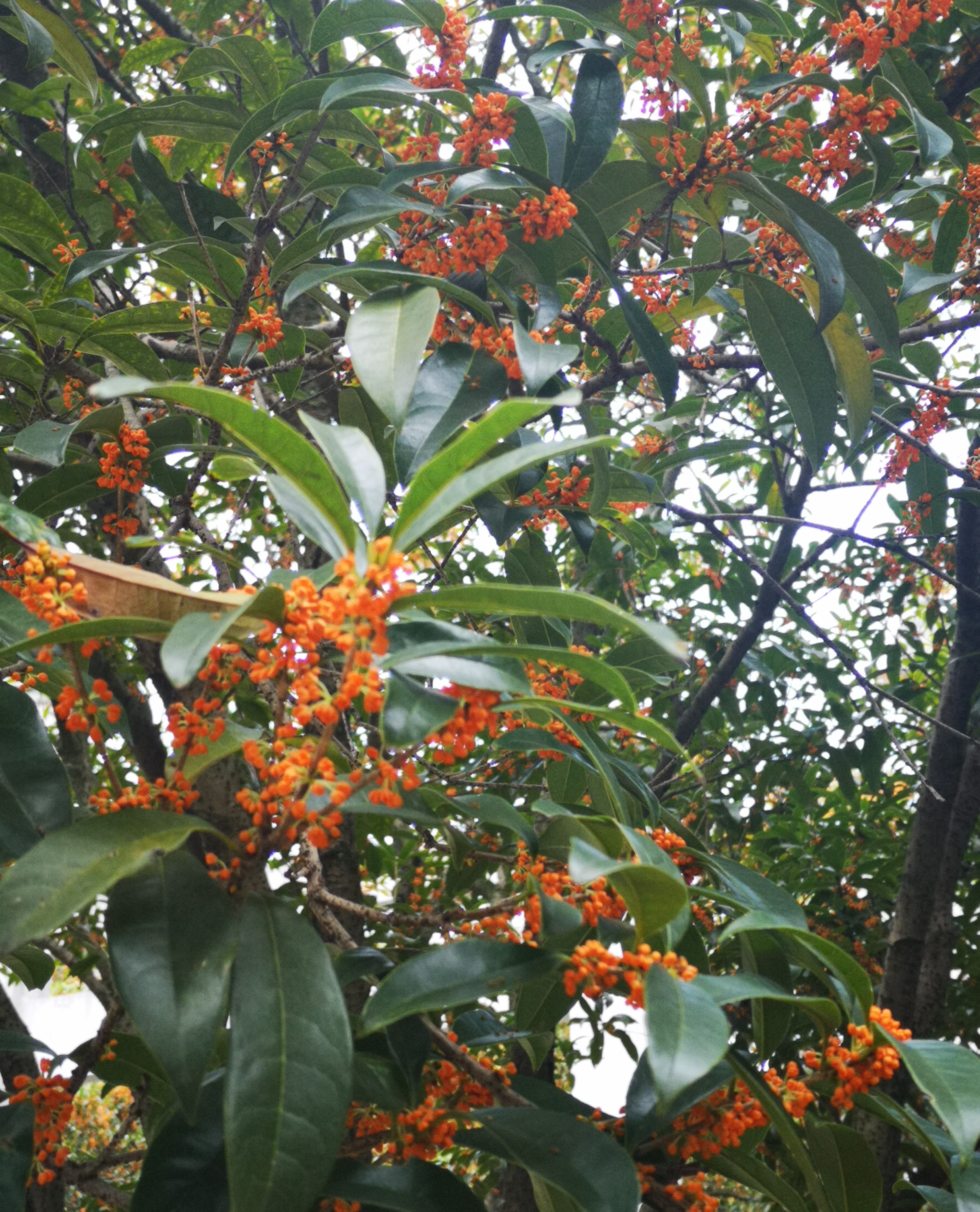 關於八月桂花香的美文(八月桂花香美文美句) _晶羽文學網