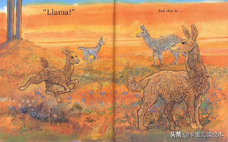 英文有声绘本《Is Your Mama a Llama》你的妈妈是羊驼吗？