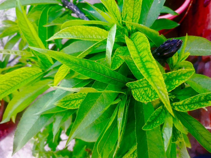 桃树叶片出现黄绿相间花叶,如何区别缺铁,缺镁和花叶病毒病?