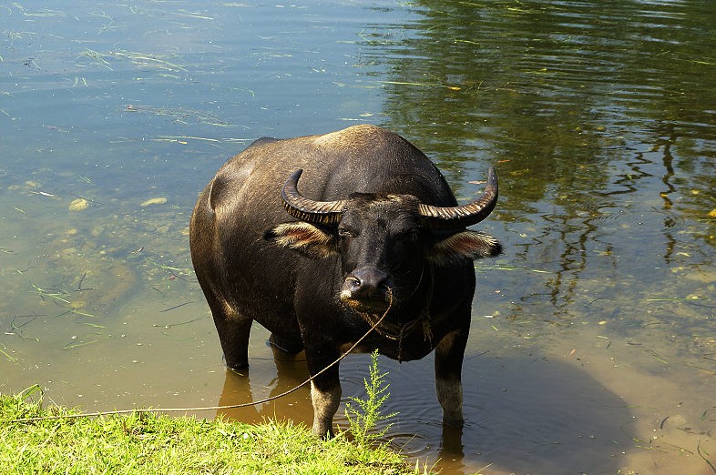 那些被《中国药典》踢"出局"的中药之一
