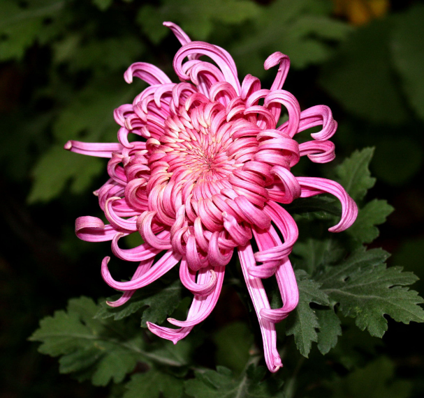 菊花，就是秋日最美的诗词，​十二首晚菊诗词，傲骨迎霜，优雅美艳