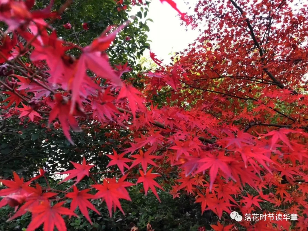 原创 |“寒露至，秋风起，生命的轮回如此清晰”‖我在秋风里等你