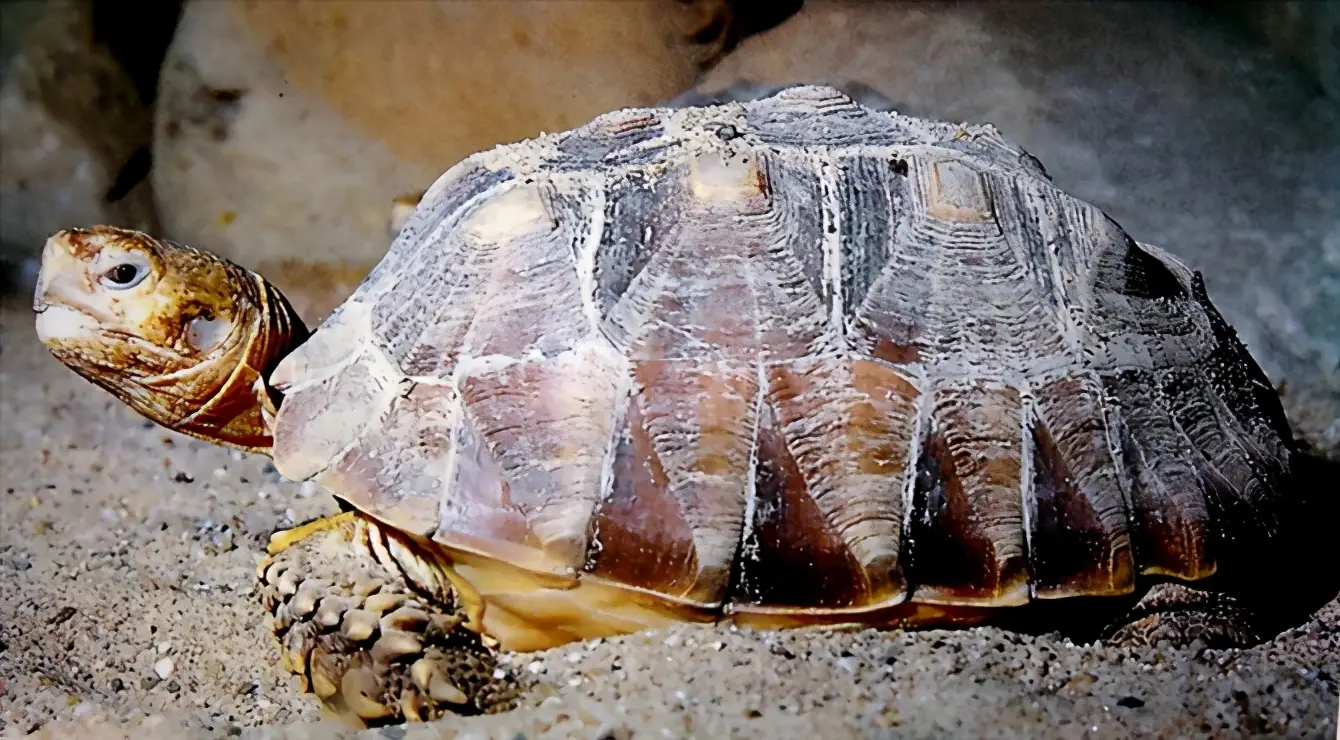 乌龟的种类图片及名称（乌龟的品种图片）