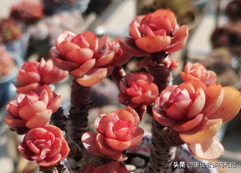 多肉植物配土比例计算方法及体积重量选择指南