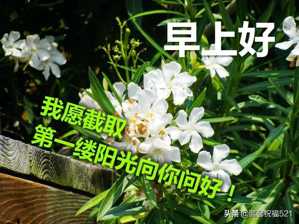 天冷了早上好，冬季早安短信祝福语大全，简短温馨