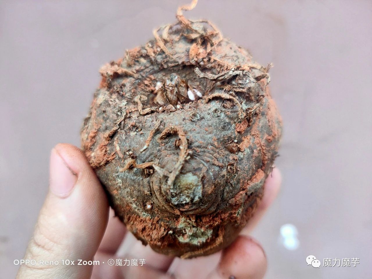 魔芋种子套网袋效果怎么样_有什么好处_ 第2张
