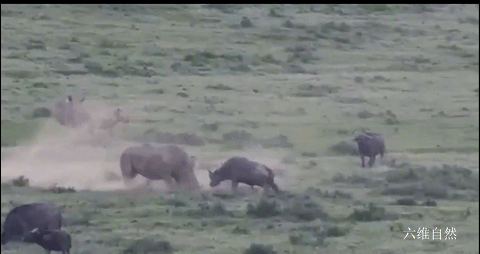 在南非野牛的头和白犀牛的角斗中，犀牛保护了小牛，怀疑野牛是领地。