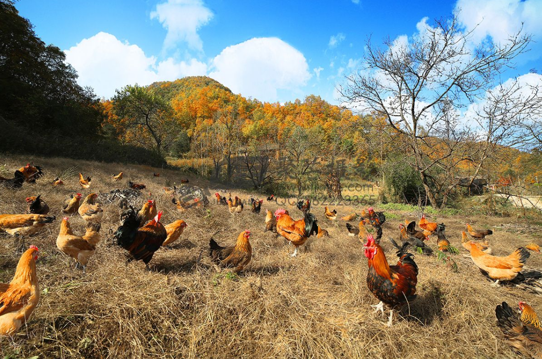 牛羊行情回落，鱼价踩踏下跌，鸡肉跌20%，肉蛋鱼发生了啥？