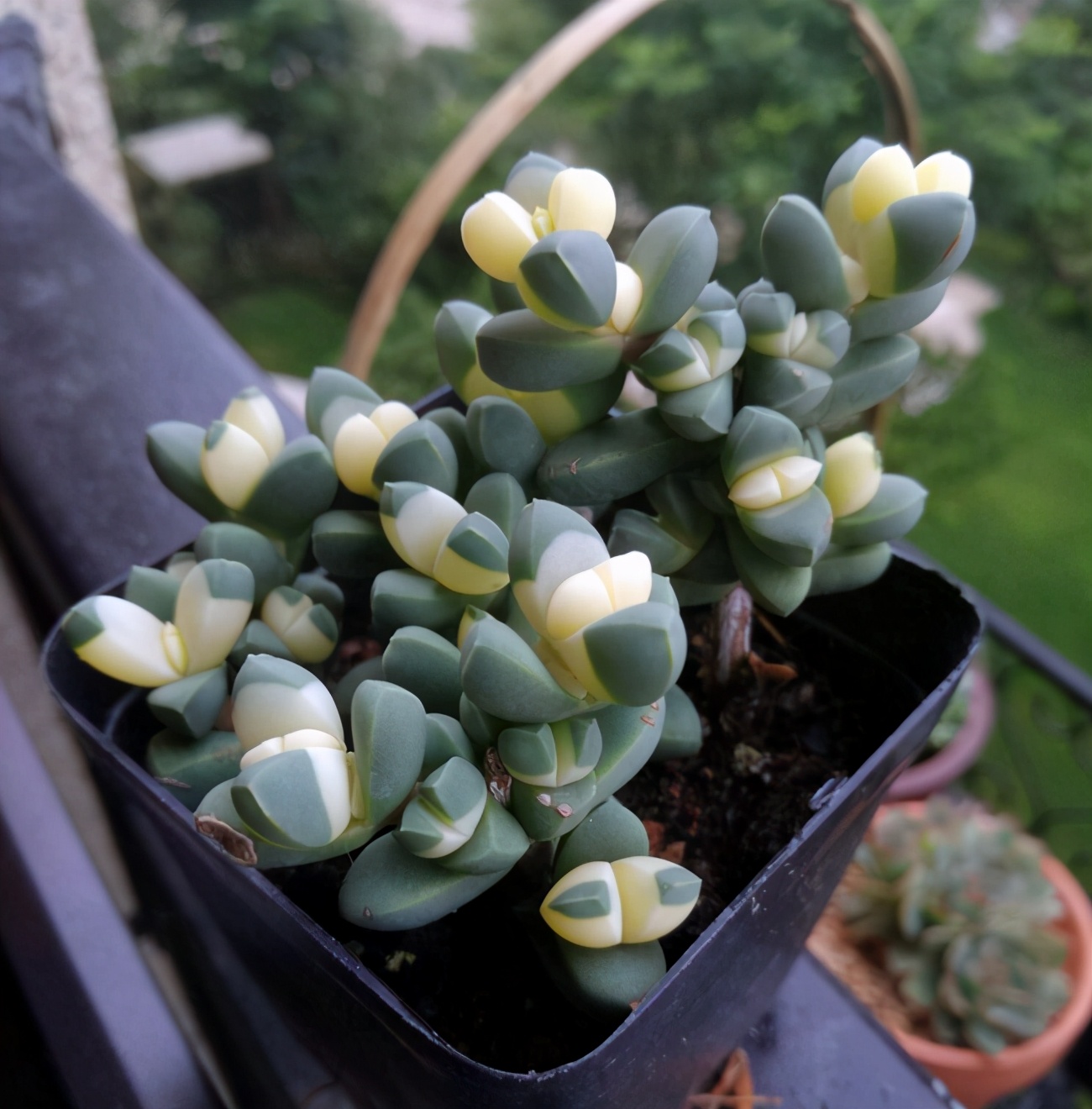 鹿角海棠的养殖方法和注意事项(教你快速养成鹿角海棠)-最美岛