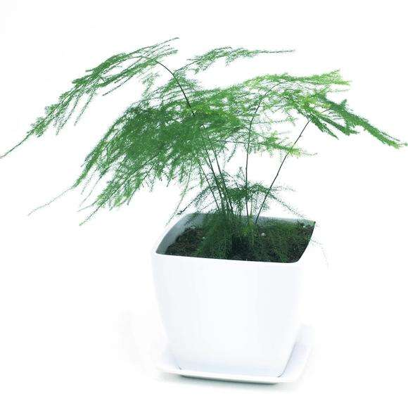 文竹浇白糖水有用吗（文竹的养护方法技巧）