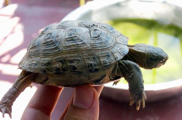 惊蛰到了,从冬眠中苏醒的动物有,在惊蛰醒来的动物_小强知识网