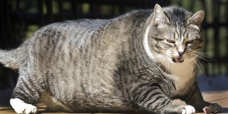 加菲猫胖到没脖子没腰,如今连路都走不动了,主人:让你天天吃