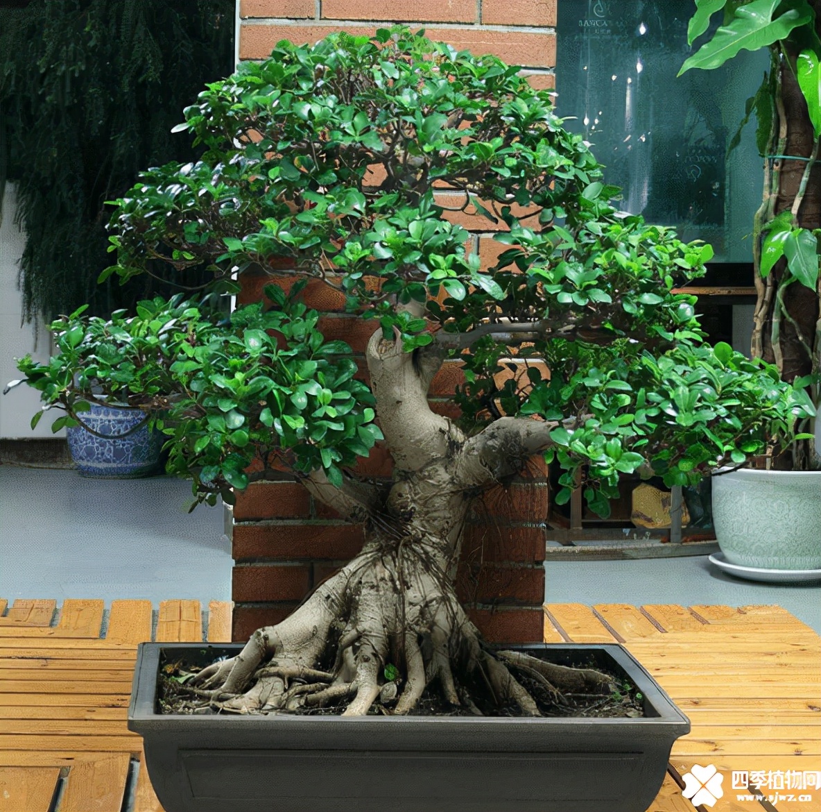 千年矮树图片(千年矮树被做成盆栽精品价值上万)