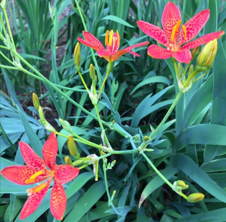 每日中药——射干