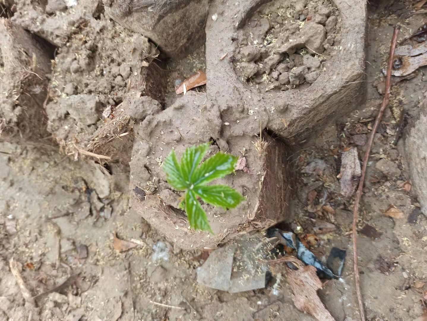 关于爬山虎的资料(爬山虎成长记.