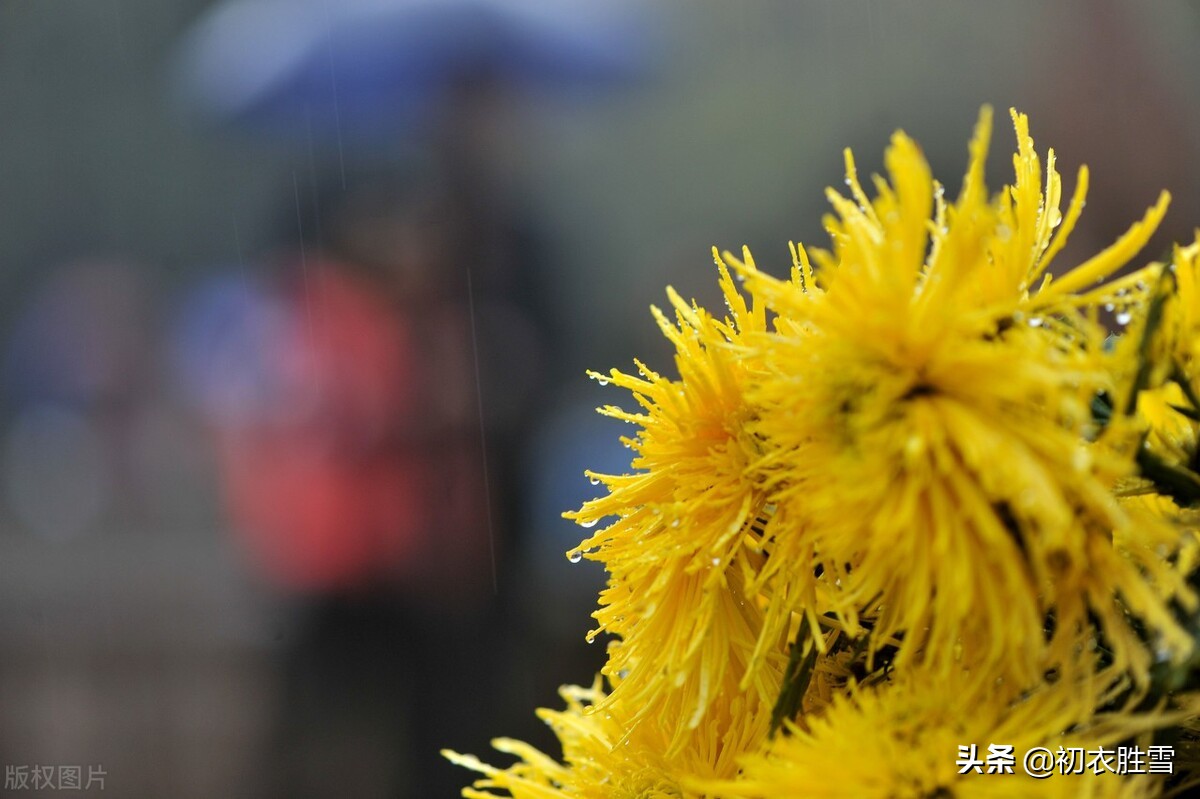 ​菊花雨，犹恋黄花雨后香——秋雨菊花美诗五首