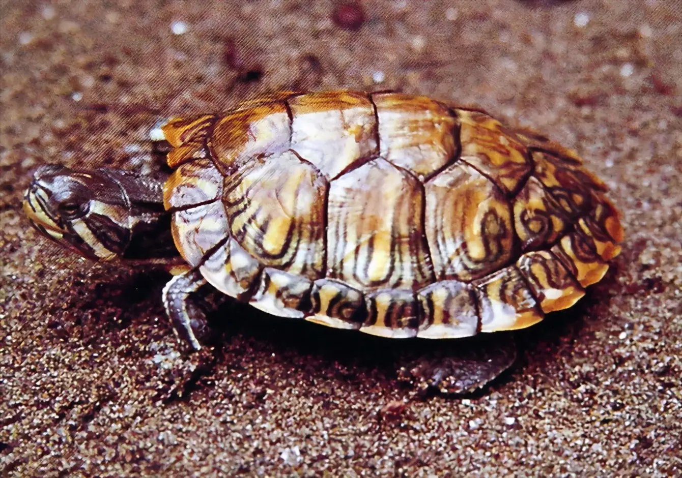 乌龟的种类图片及名称（乌龟的品种图片）