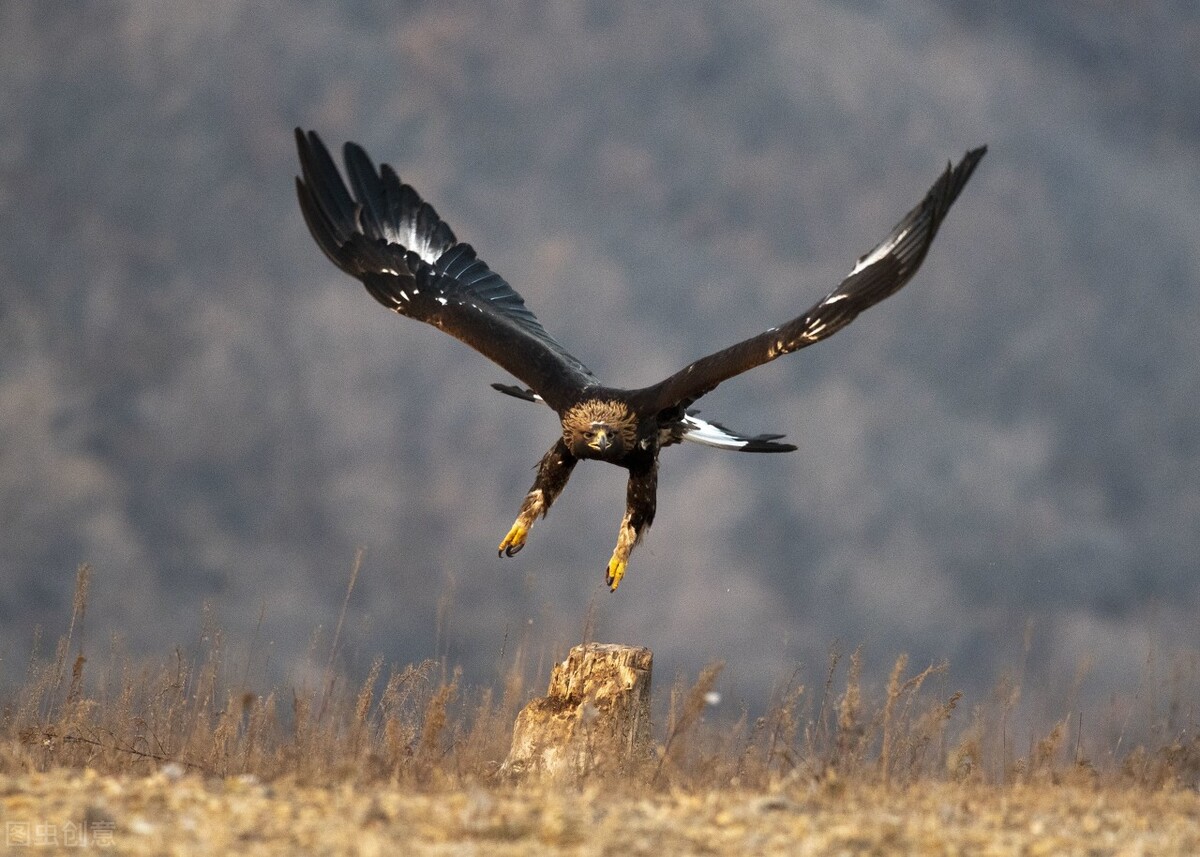 金雕抓着猪在天空飞!如此凶猛的猛禽,会不会抓小孩,攻击人类?