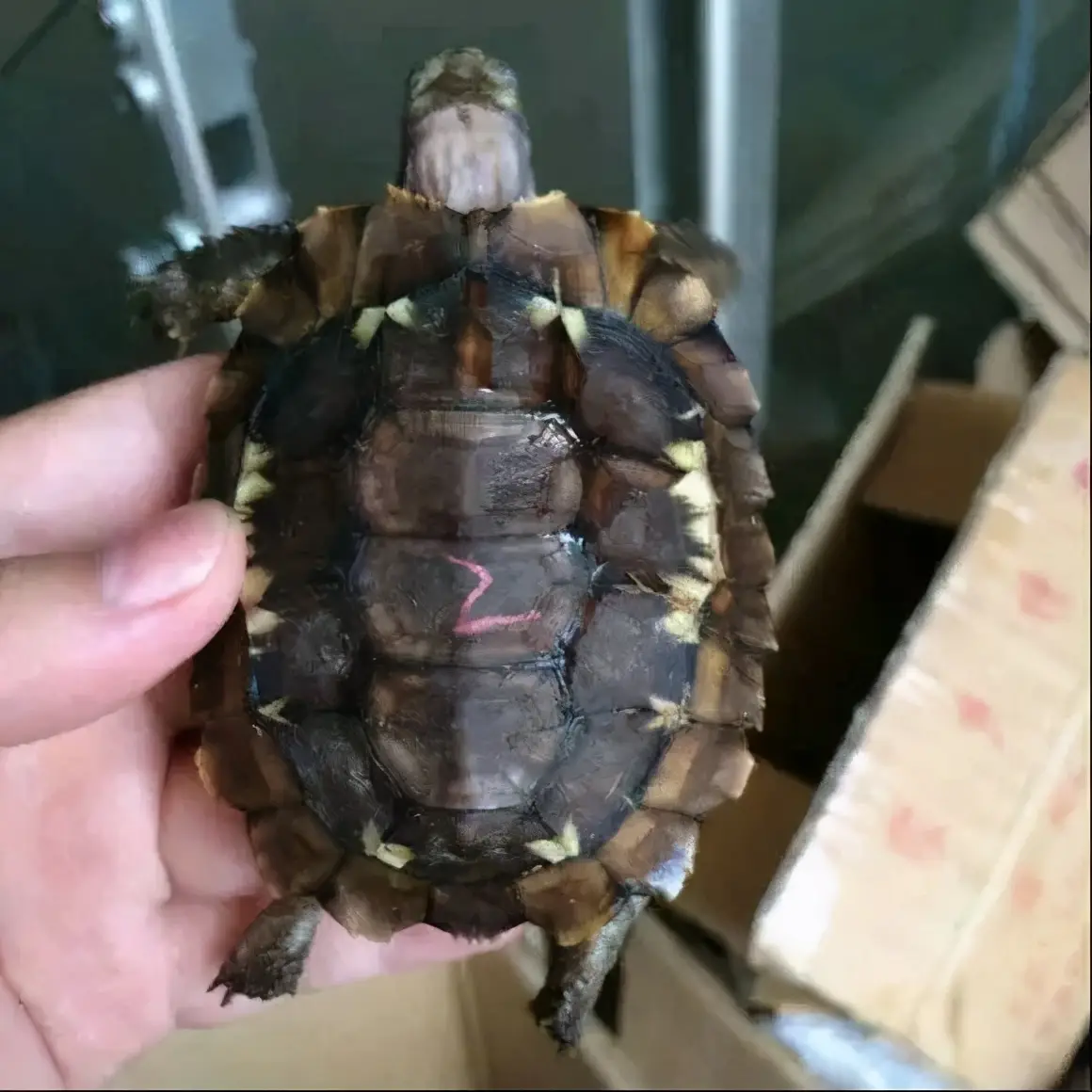 乌龟的种类图片及名称（乌龟的品种图片）