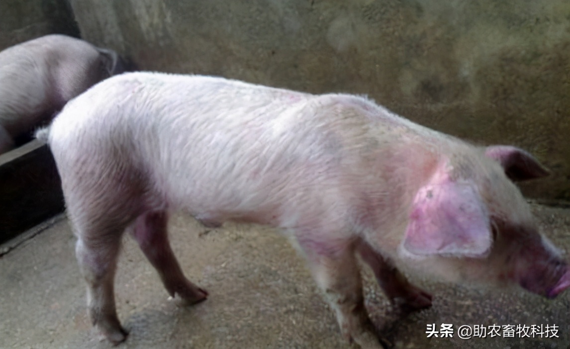 非瘟的症状及表现猪（非洲猪瘟的临床症状及快速净化技术）