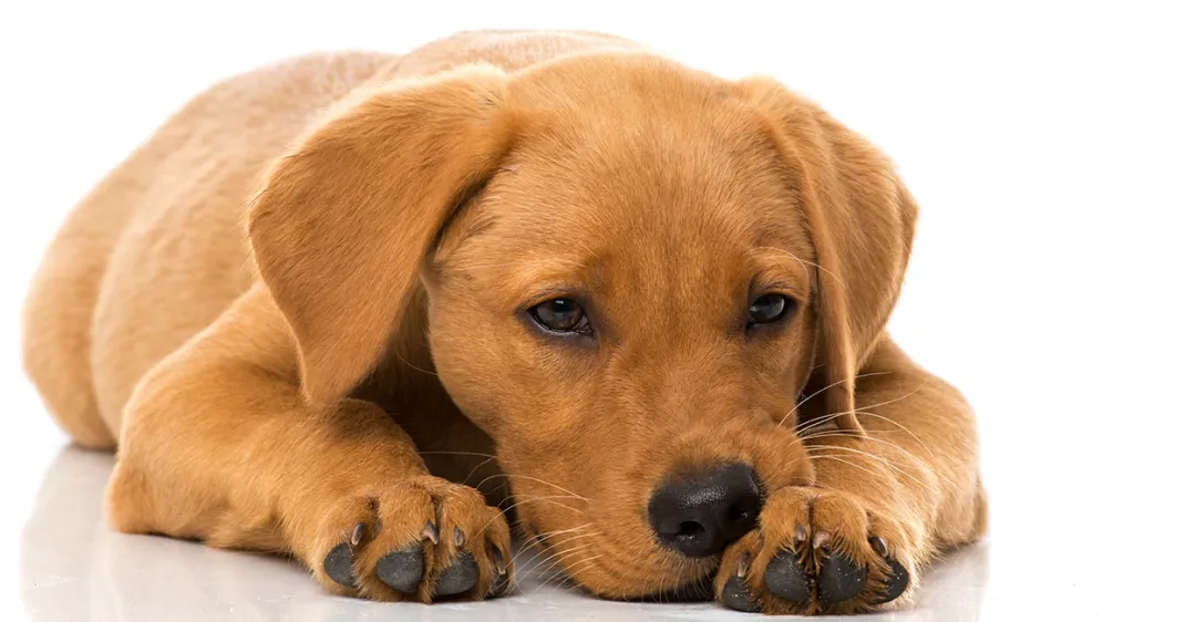 给狗狗免疫有多重要?让宠物医生带你了解传染病-“犬瘟热”