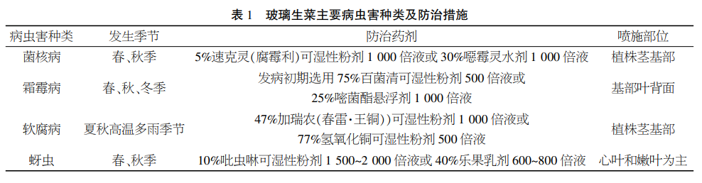 意大利生菜（推荐一种好吃又健康的生菜品种）