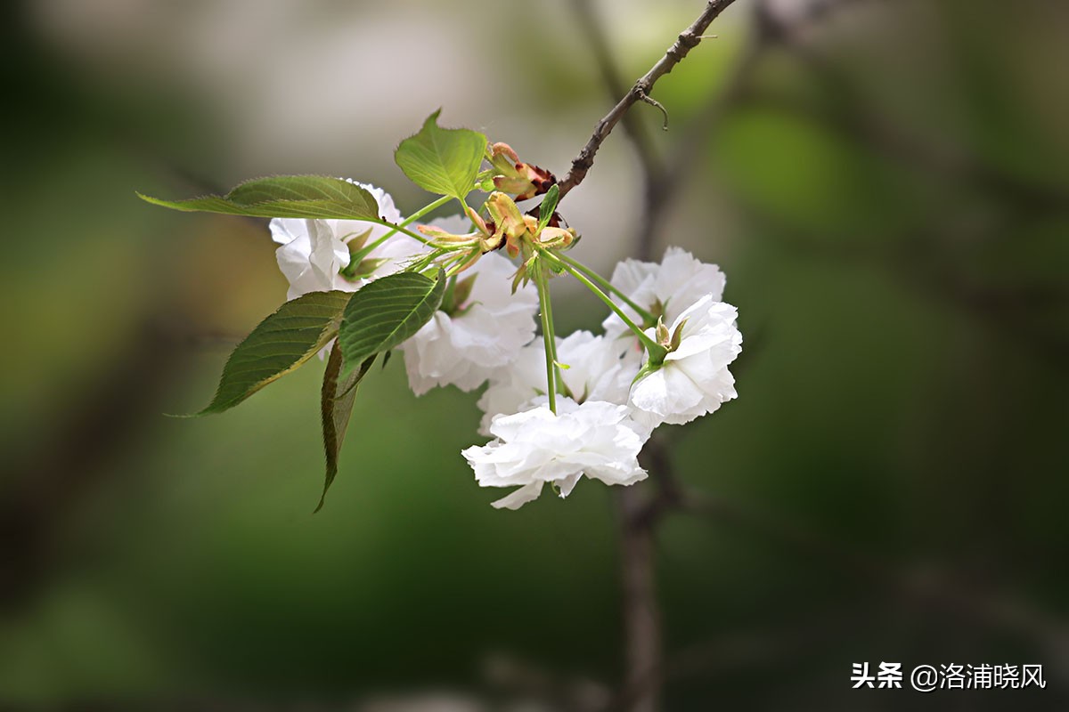 日本樱花文化（内涵揭秘日本樱花文化背后的冷知识）